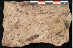 Foto (Detailansicht) von Pinus palaeostrobus Ettingshausen (NHMW-GEO-2024-0188-8262)